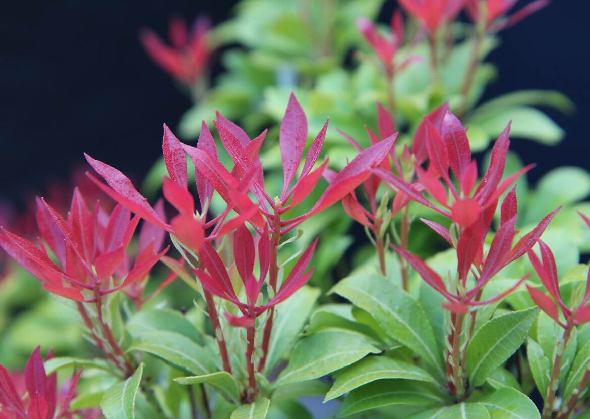 Comment planter un Andromède ?