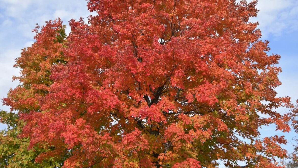 Comment planter un érable en pleine terre ?