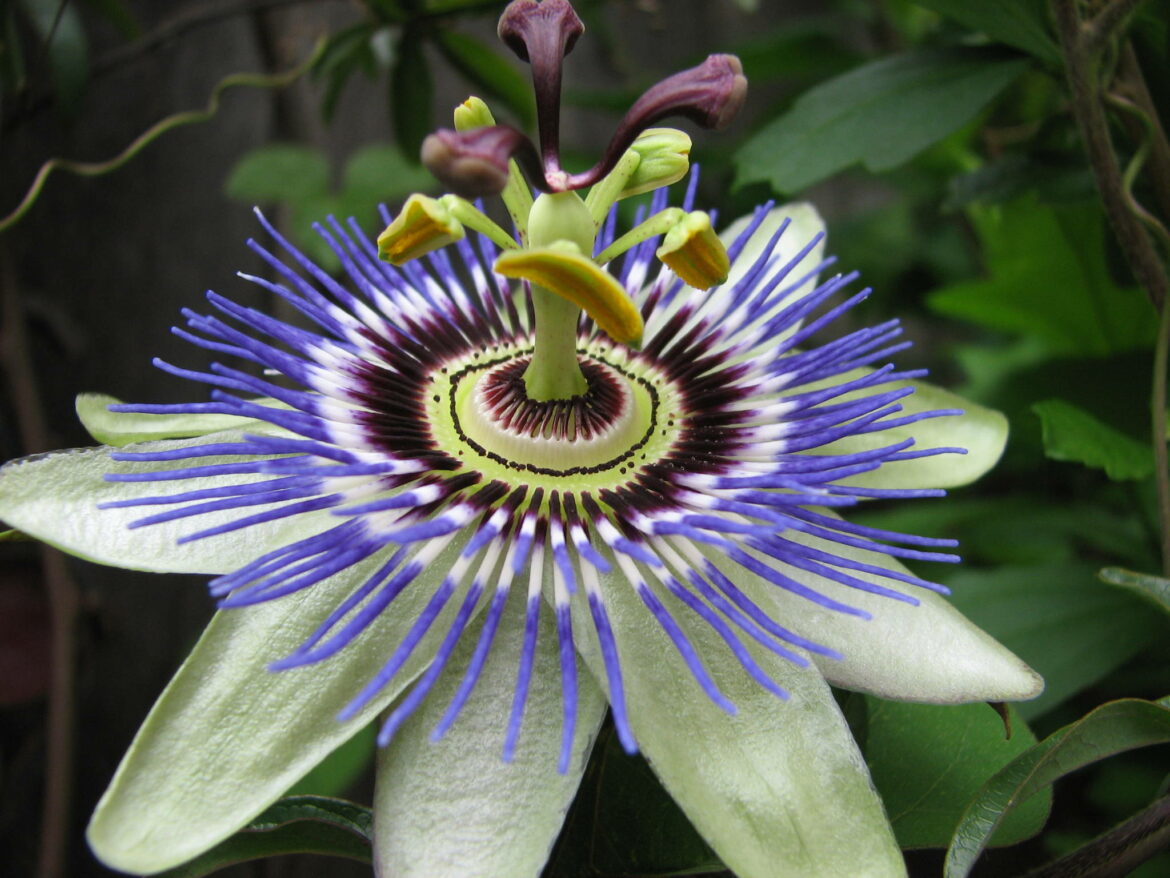 Comment planter une passiflore caerulea ?
