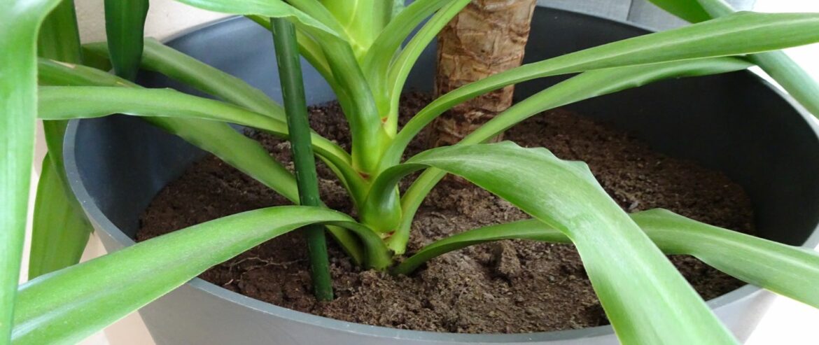 Comment planter une tige de yucca ?