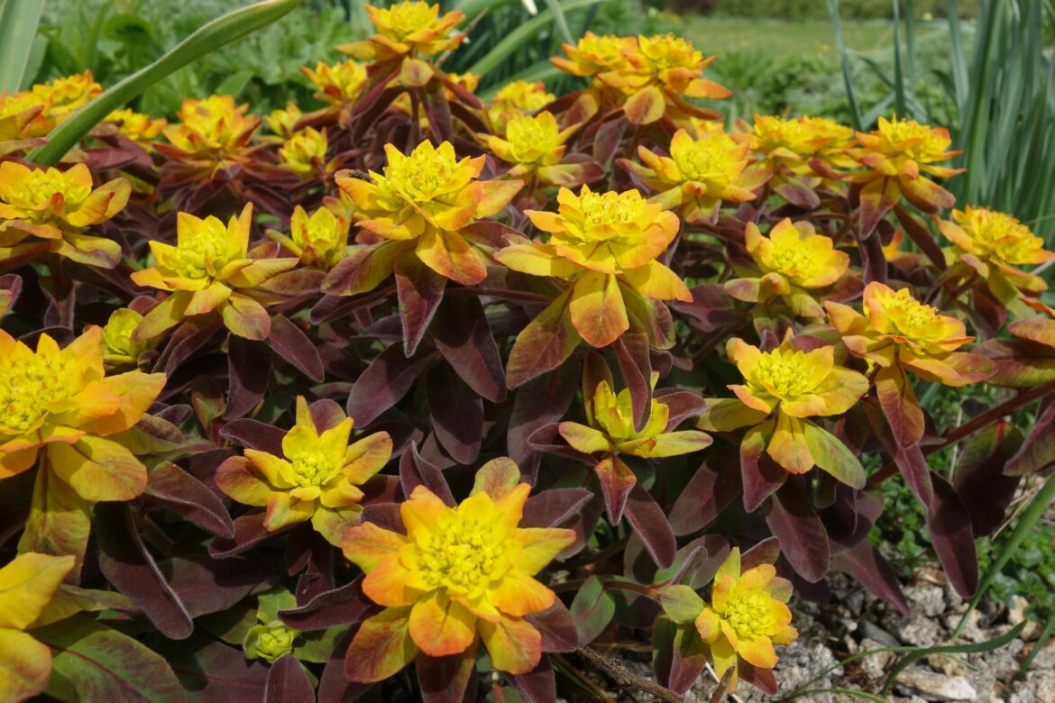 Comment pousse une euphorbe ?