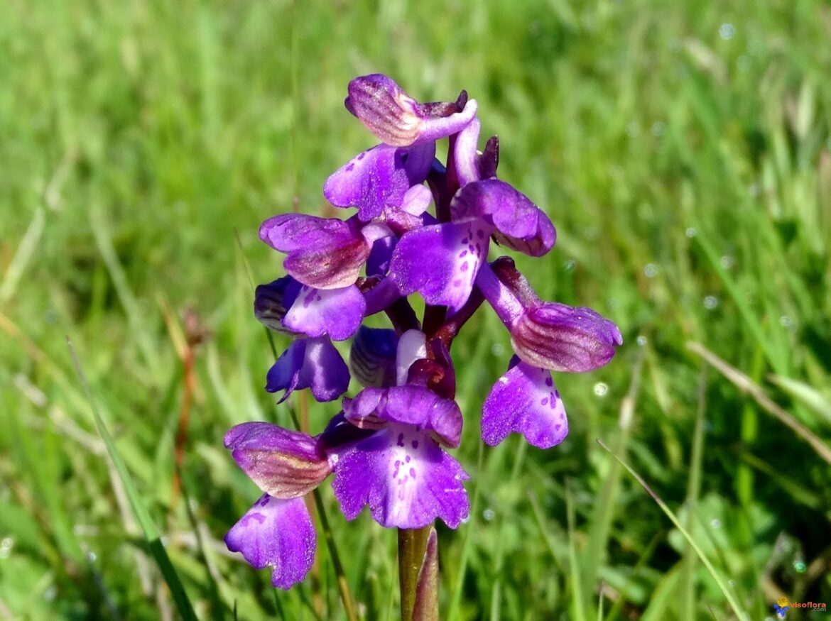 Comment pousse une orchidée sauvage ?
