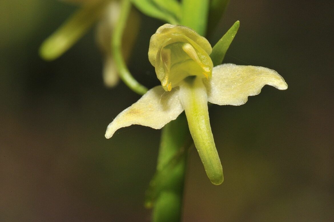Comment pousse une orchidée sauvage ?