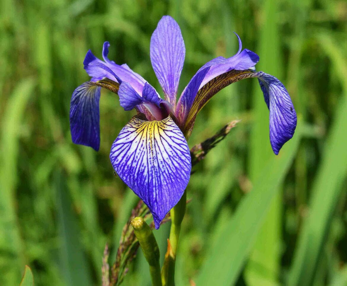 Comment prendre Iris versicolor 9ch ?