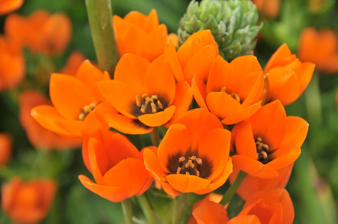 Comment préparer les Ornithogales ?