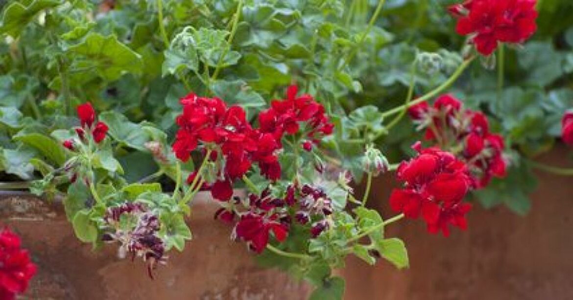 Comment préparer les géranium pour l'hiver ?