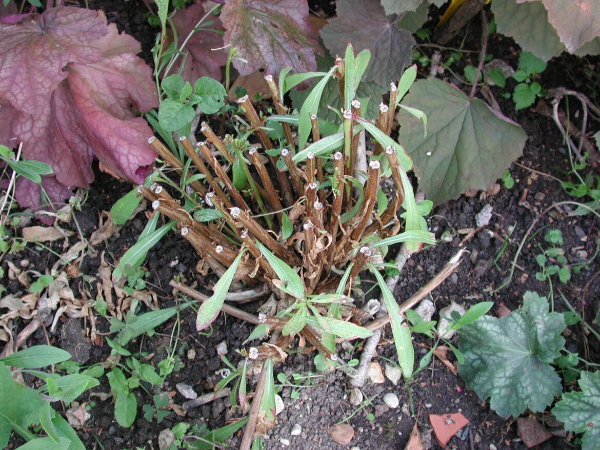 Comment rabattre les touffes ?