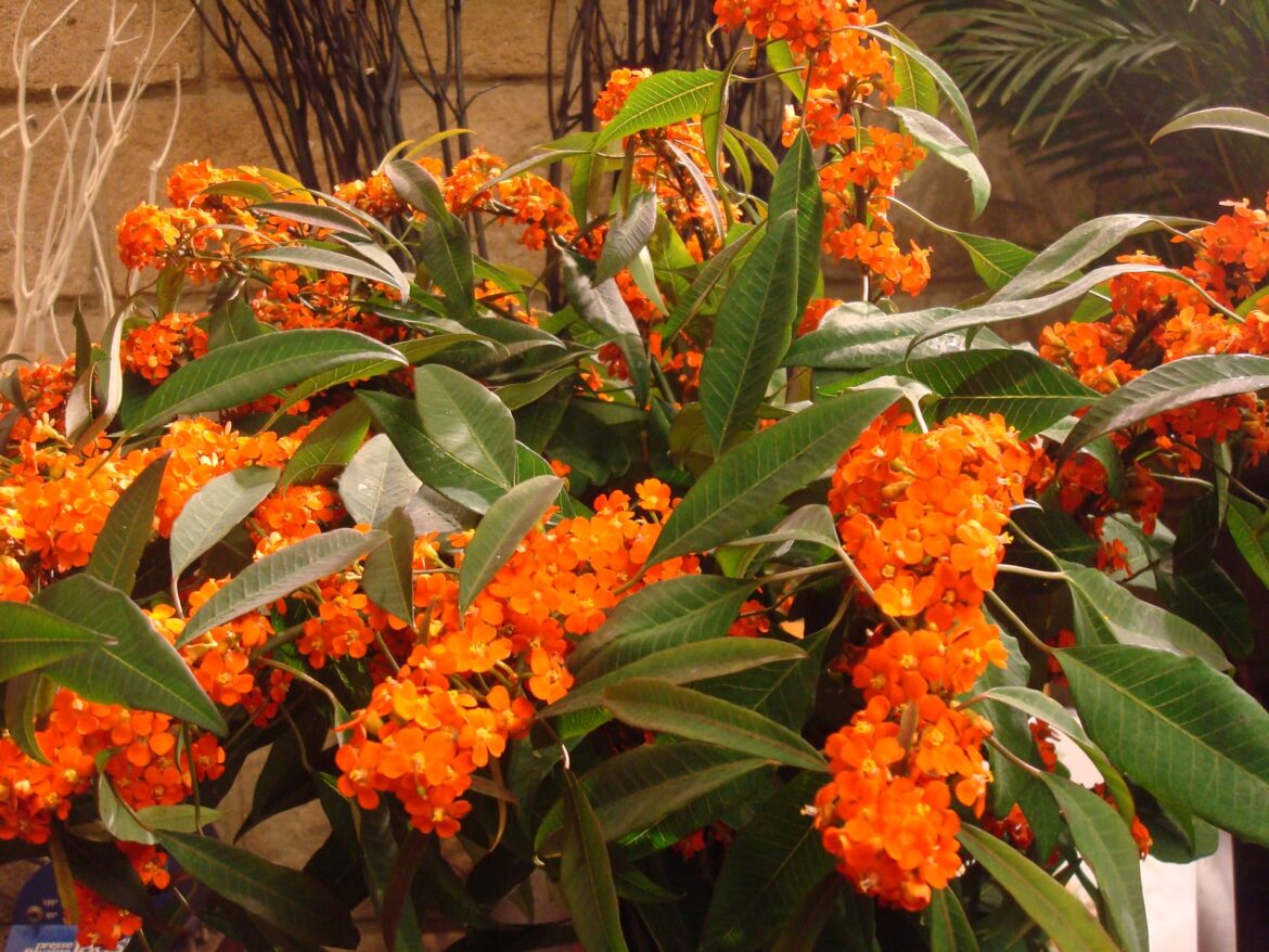 Comment raccourcir un euphorbe ?