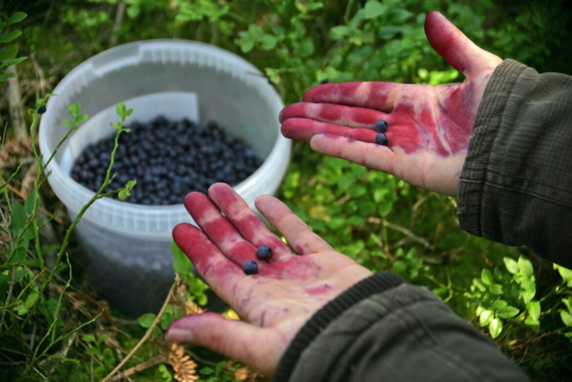 Comment ramasser les myrtilles sauvages ?