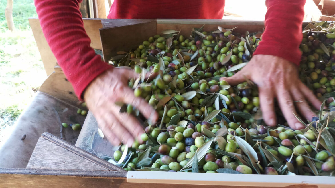 Comment ramasser les olives vertes ?