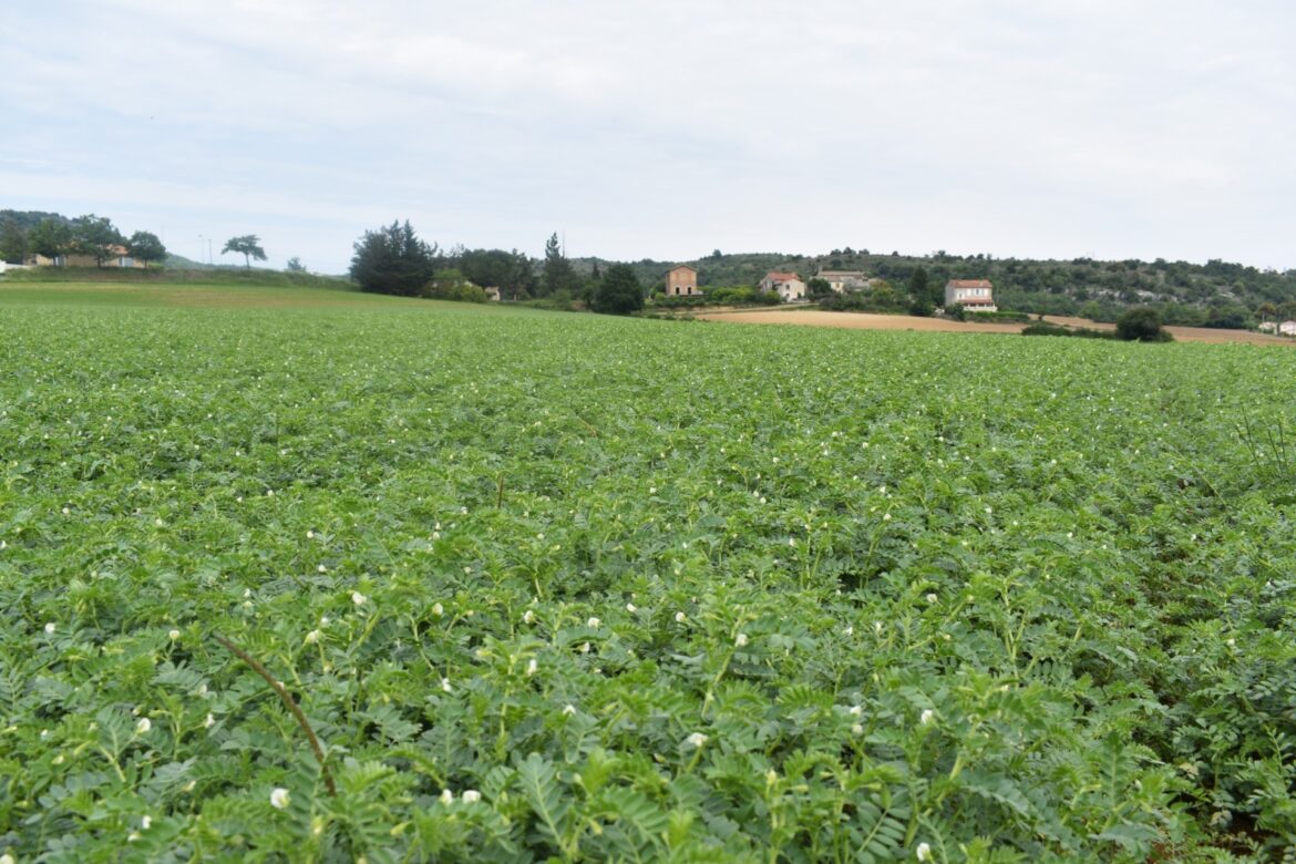 Comment récolte-t-on les pois chiches ?