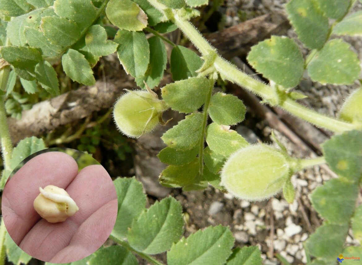 Comment récolte-t-on les pois chiches ?