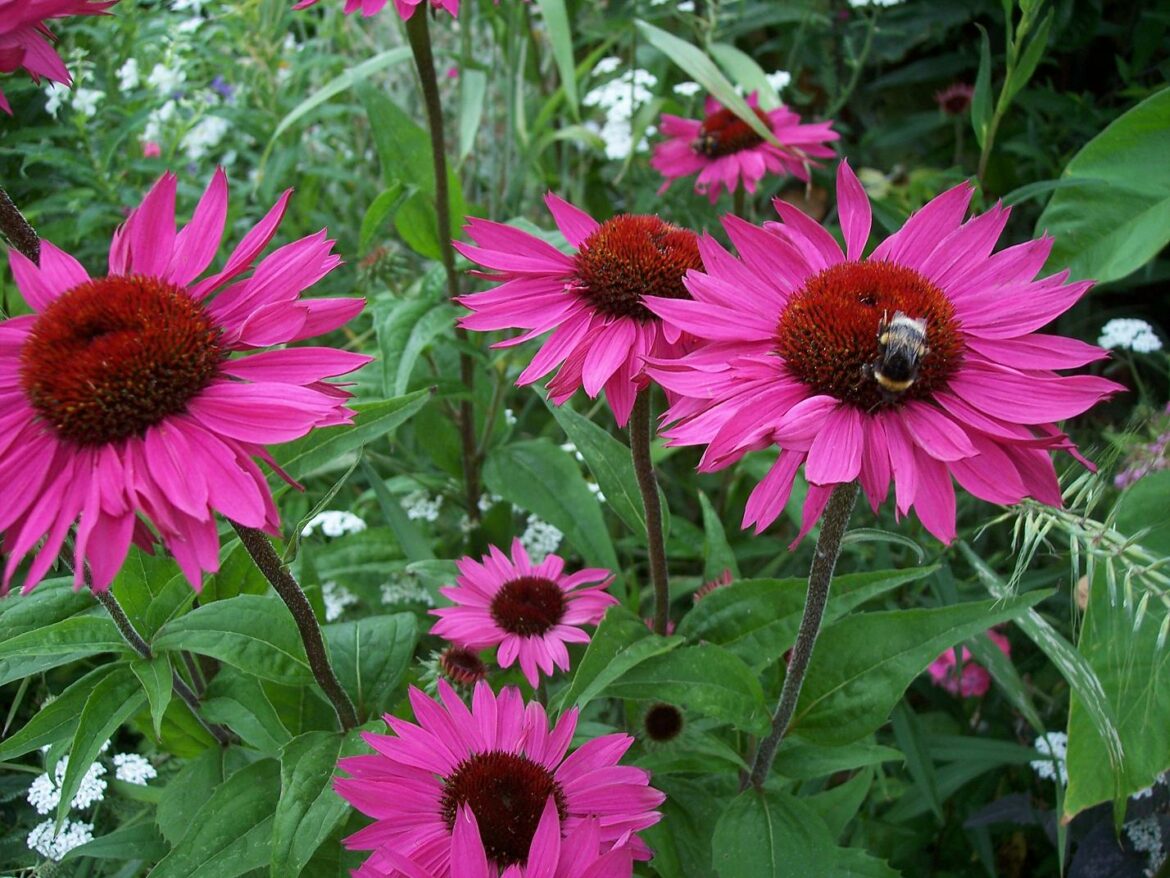 Comment récolter les fleur d'échinacée ?