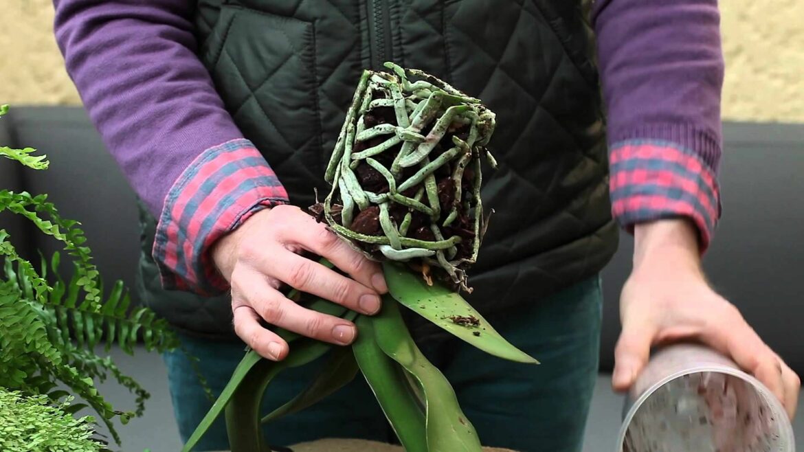 Comment récolter les graines de Celosie ?