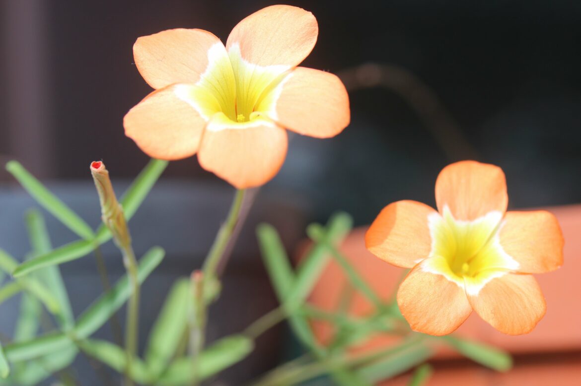 Comment reconnaître Oxalis ?