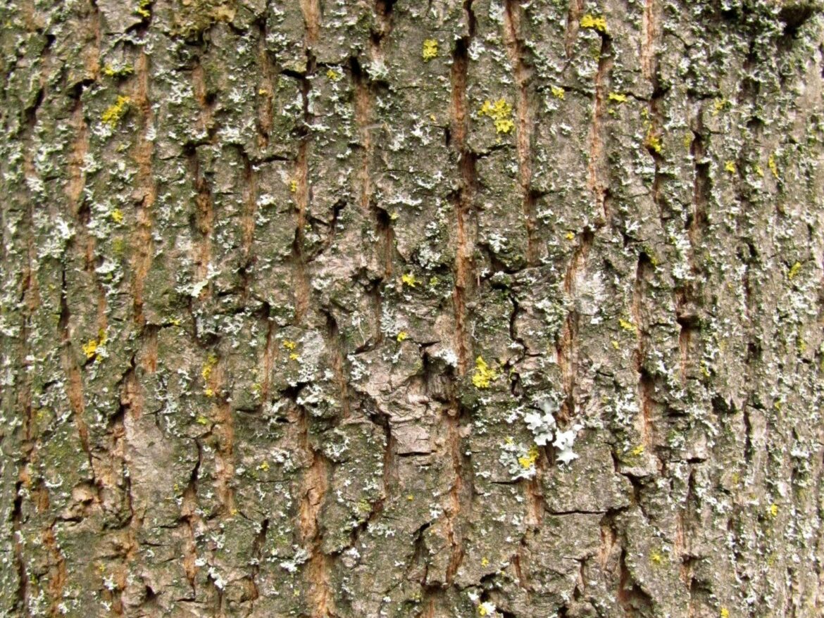 Comment reconnaître écorce arbre ?