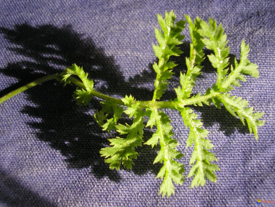 Comment reconnaître la tanaisie ?