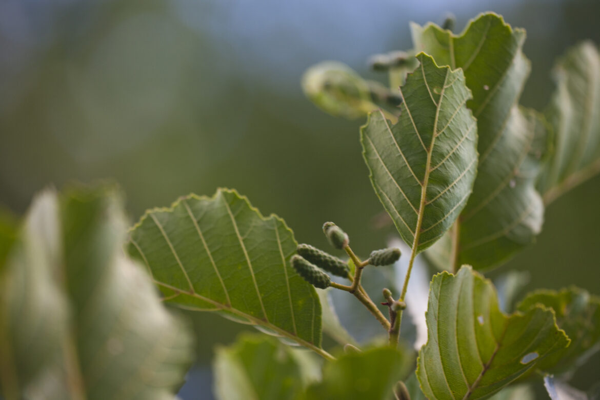 Comment reconnaître l'aulne glutineux ?