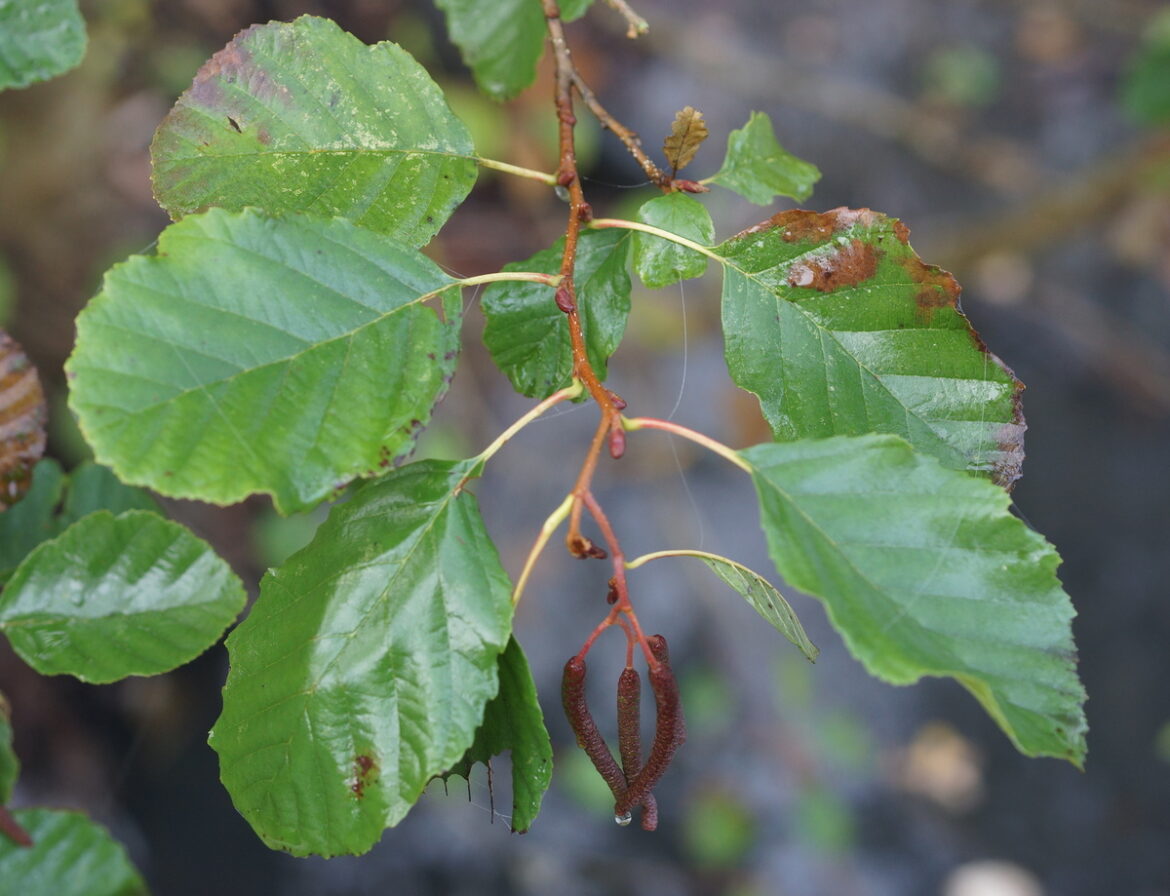 Comment reconnaître l'aulne glutineux ?