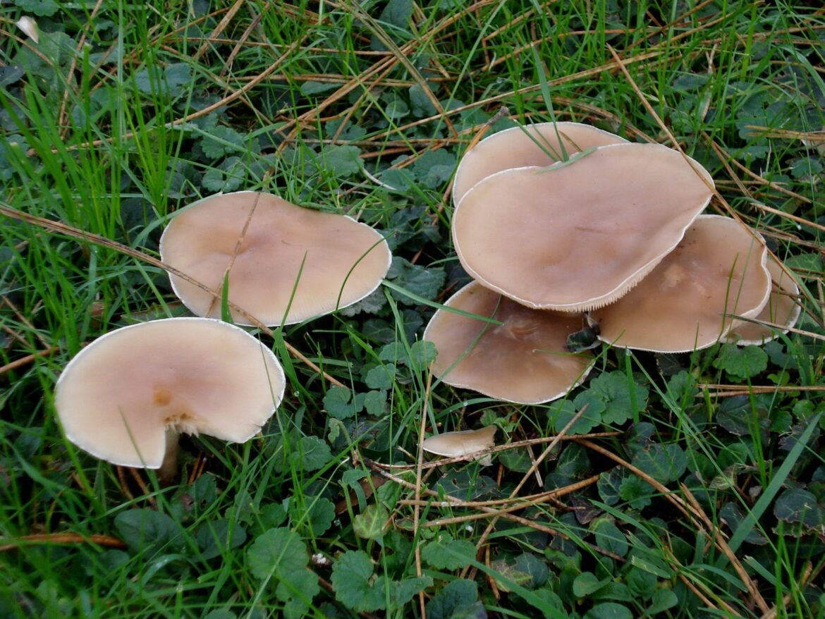 Comment reconnaître un bon cèpe d'un mauvais ?
