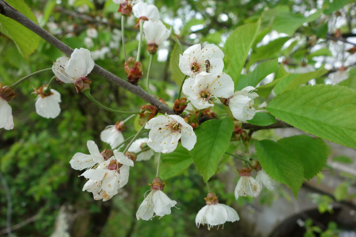 Comment reconnaître un cerisier sauvage ?