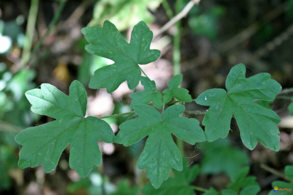 Comment reconnaître un érable sycomore ?