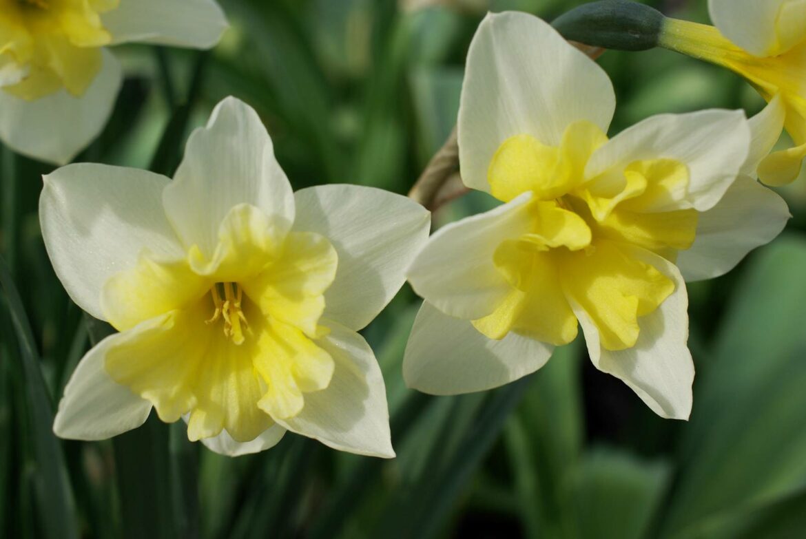 Comment reconnaître un narcisse ?