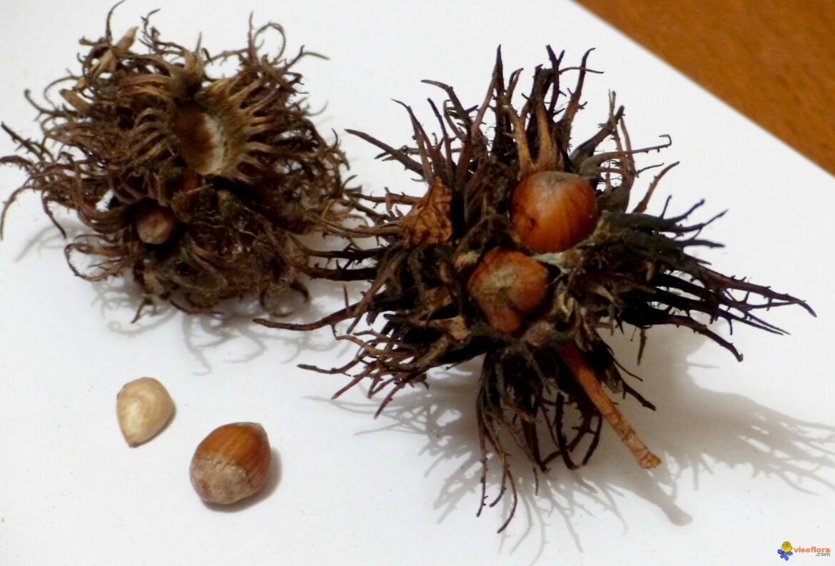 Comment reconnaître un noisetier sauvage ?