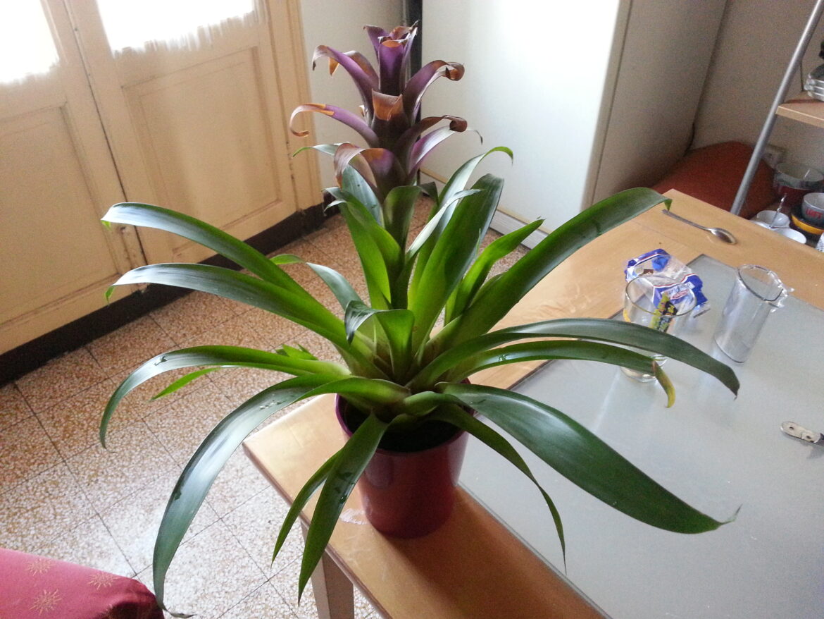 Comment reconnaître un rejet de plante ?