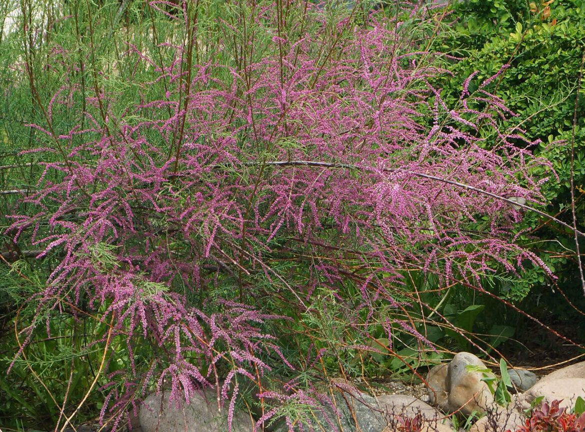 Comment reconnaître un tamaris de printemps ou d'été ?