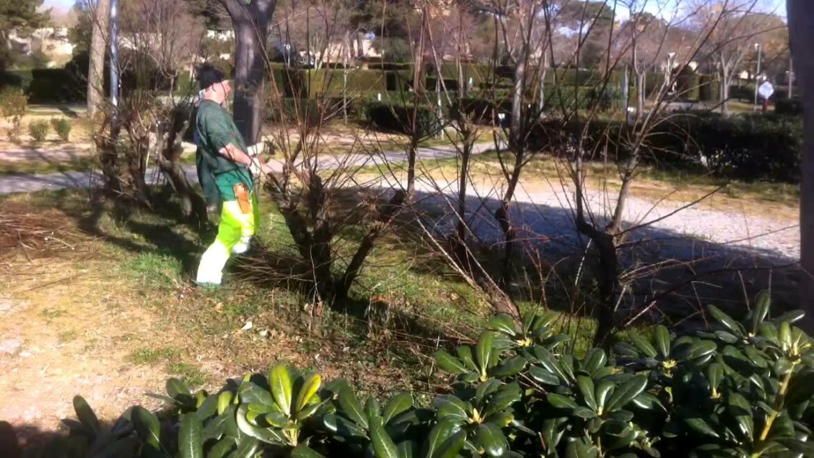 Comment reconnaître un tamaris de printemps ou d'été ?