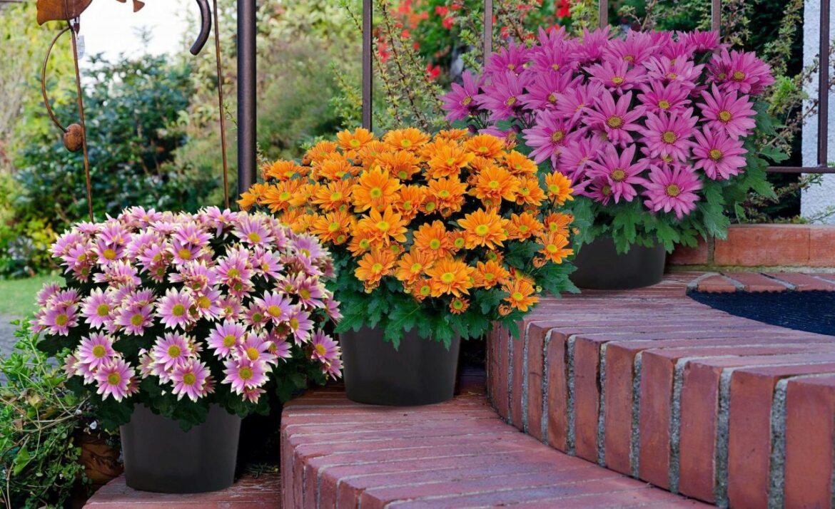 Comment récupérer des chrysanthèmes ?