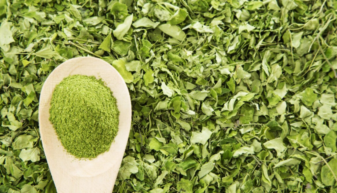 Comment récupérer les graines de muscari ?