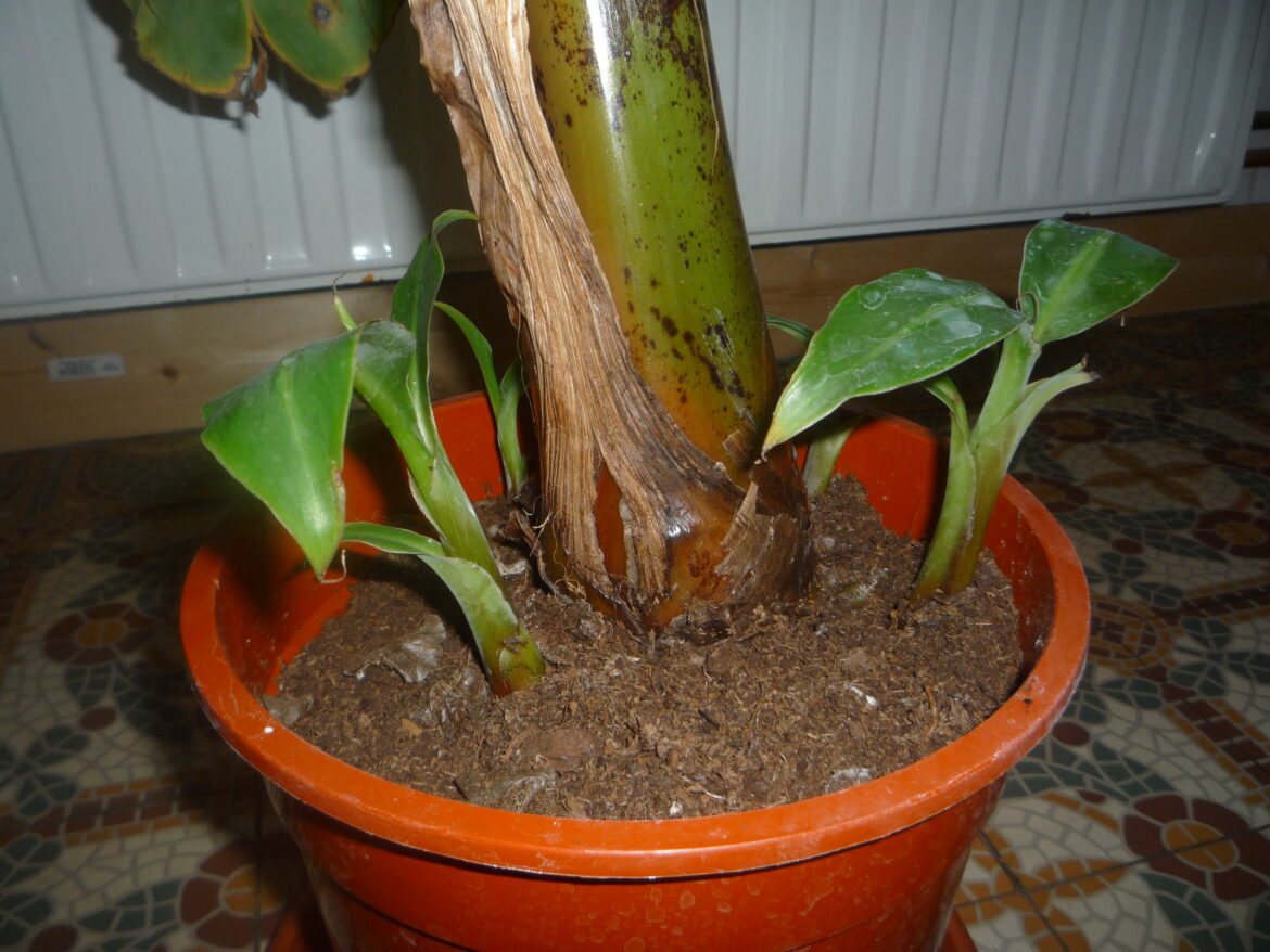 Comment recuperer un rejet de bananier ?