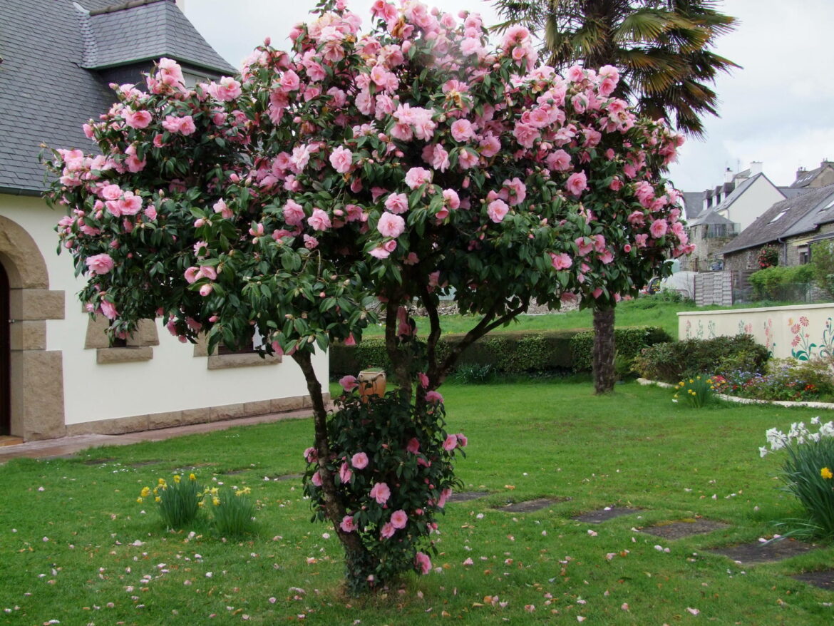 Comment redonner vie à un camélia ?