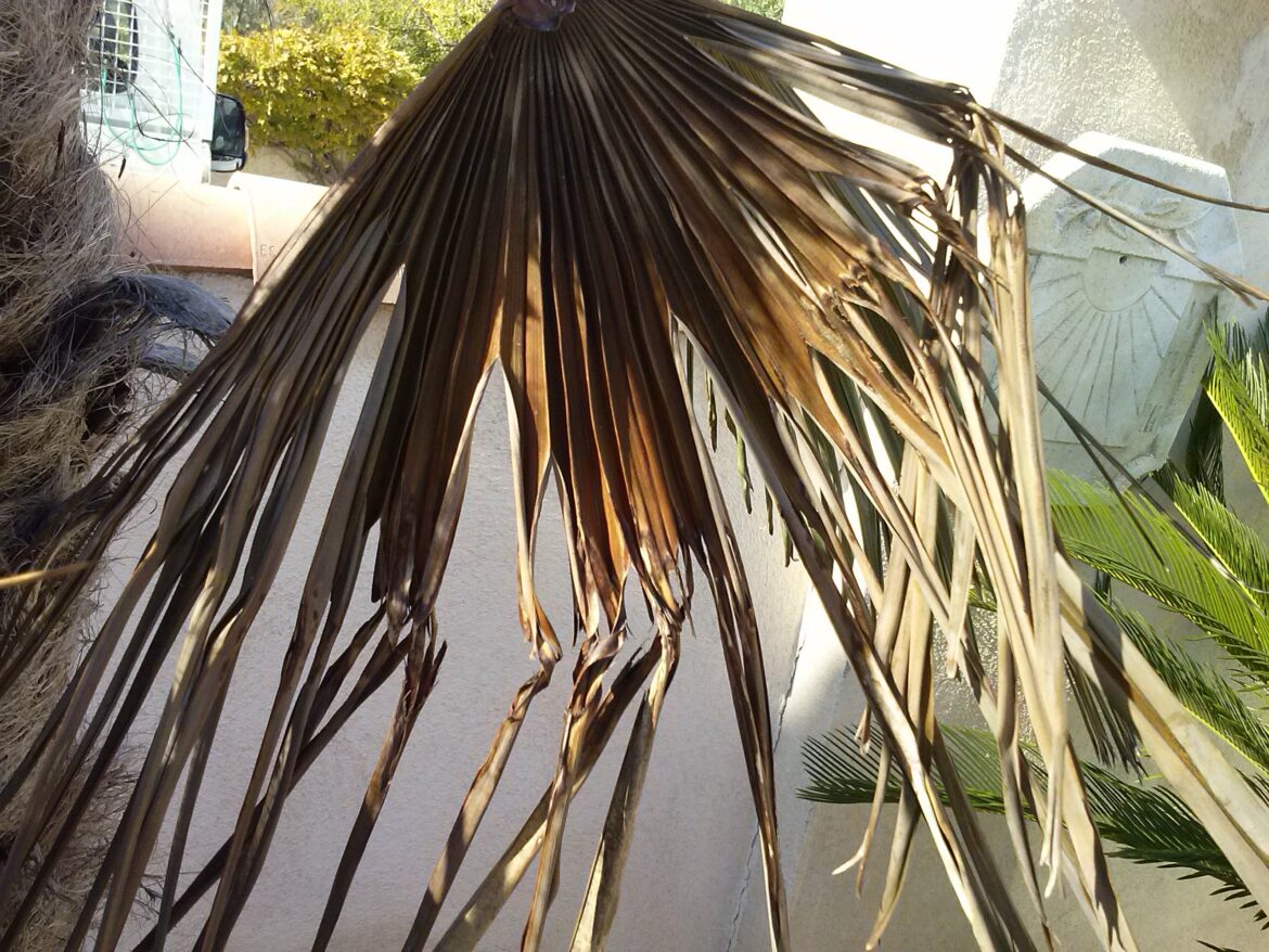 Comment redonner vie à un palmier ?