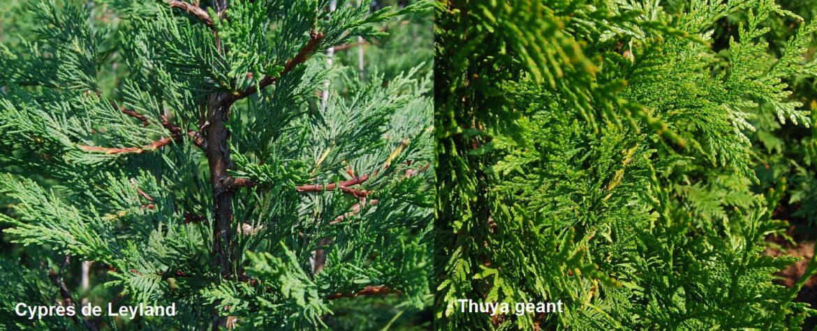 Comment remplacer des thuyas ?