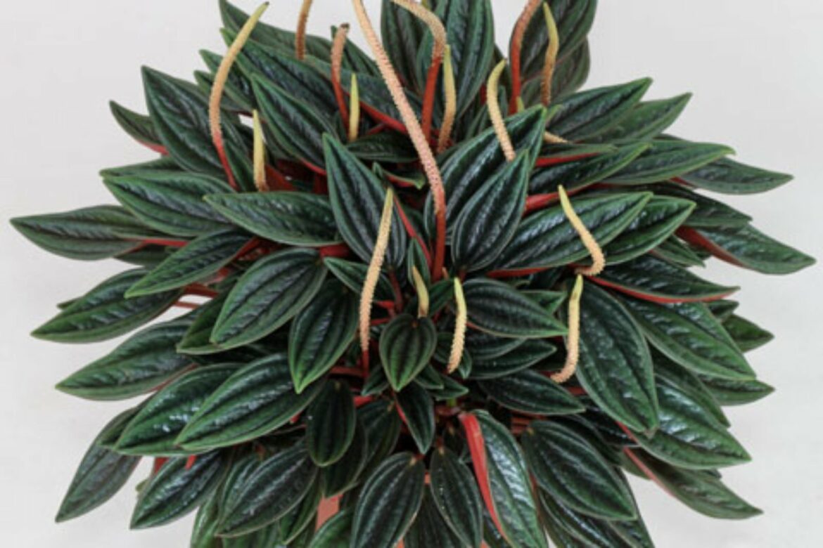 Comment rempoter un Pépéromia ?