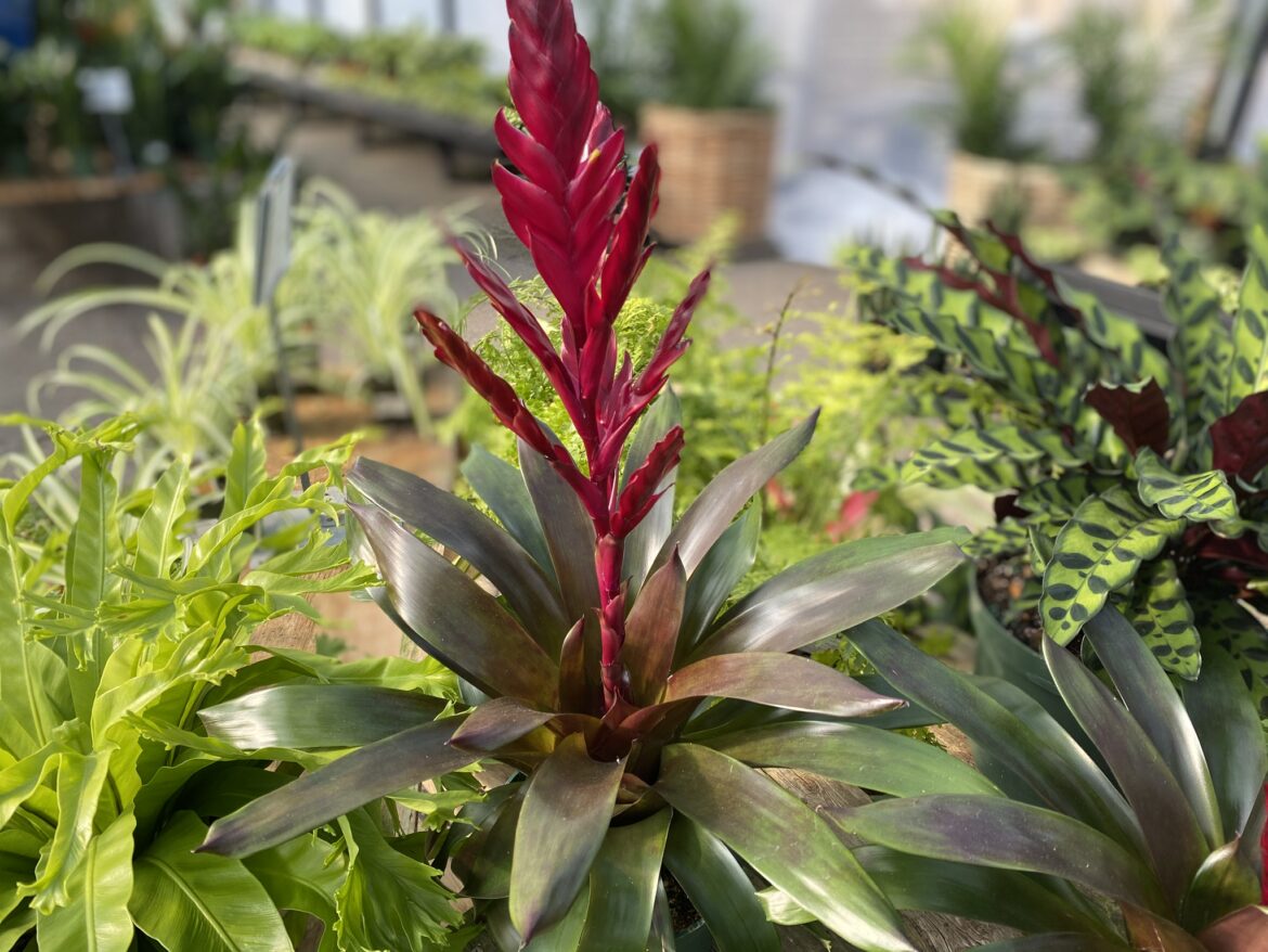 Comment rempoter un vriesea ?