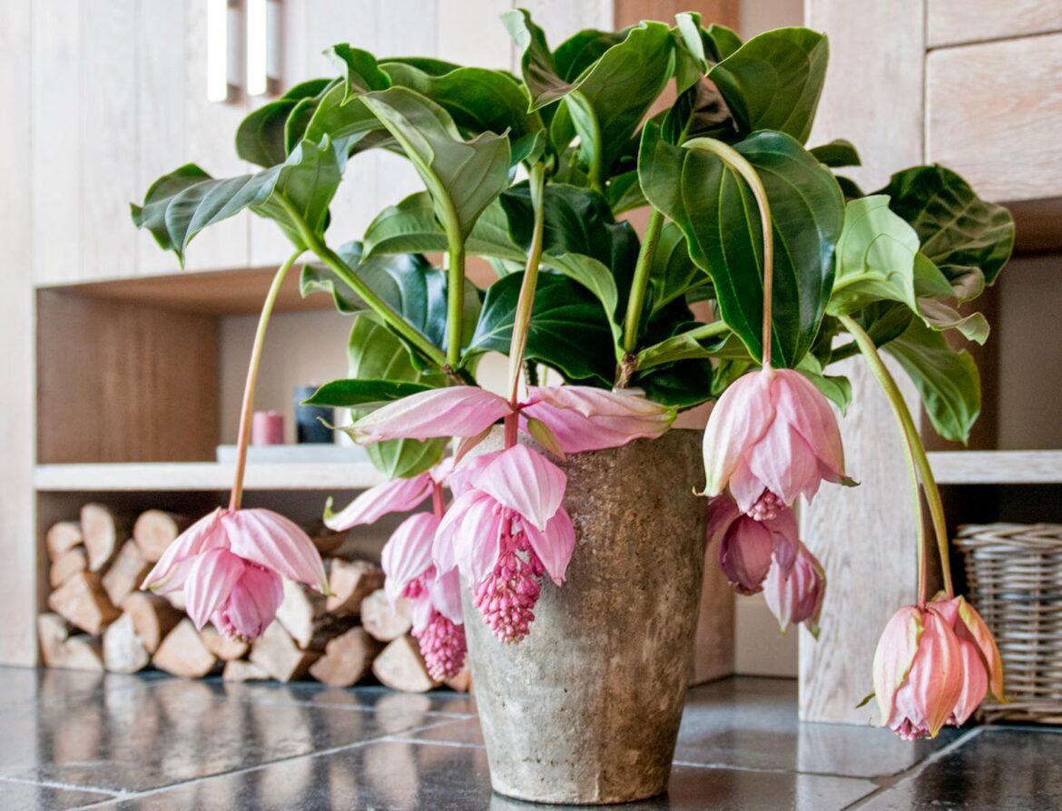 Comment rempoter une Medinilla ?