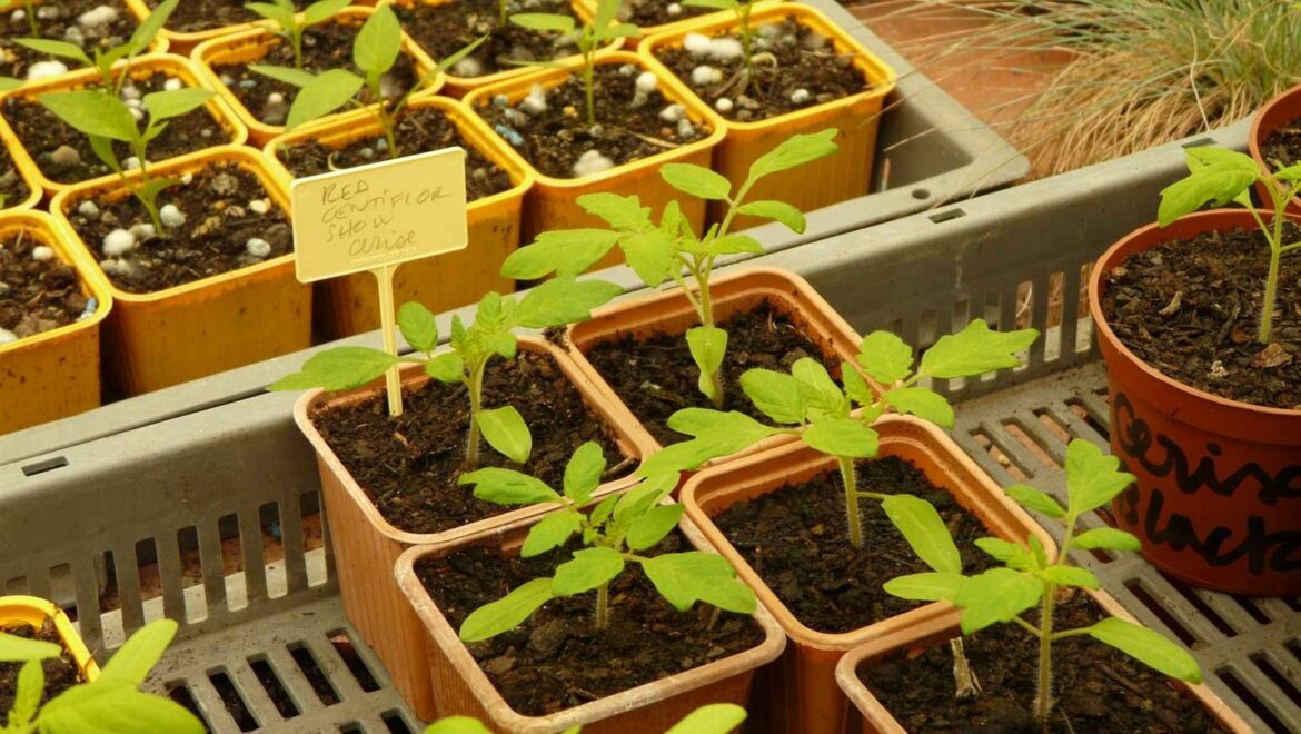 Comment renforcer les semis de tomates ?
