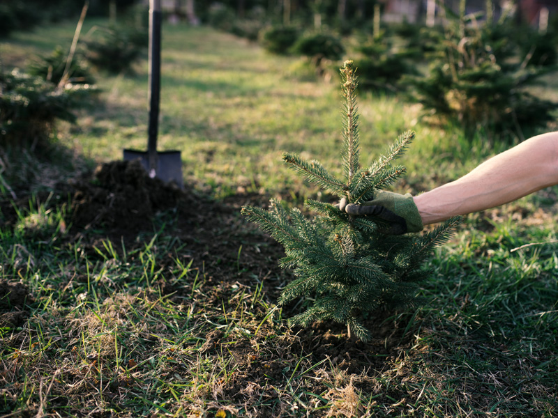 Comment replanter un sapin ? - Housekeeping Magazine : Idées Décoration