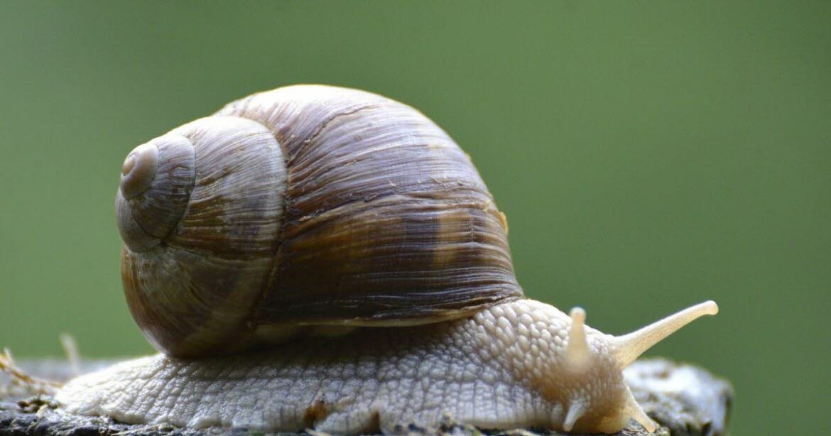 Comment repousser les limaces et escargots naturellement ?
