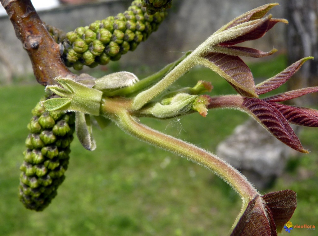 Comment s'appelle la fleur du noyer ? - Housekeeping Magazine : Idées