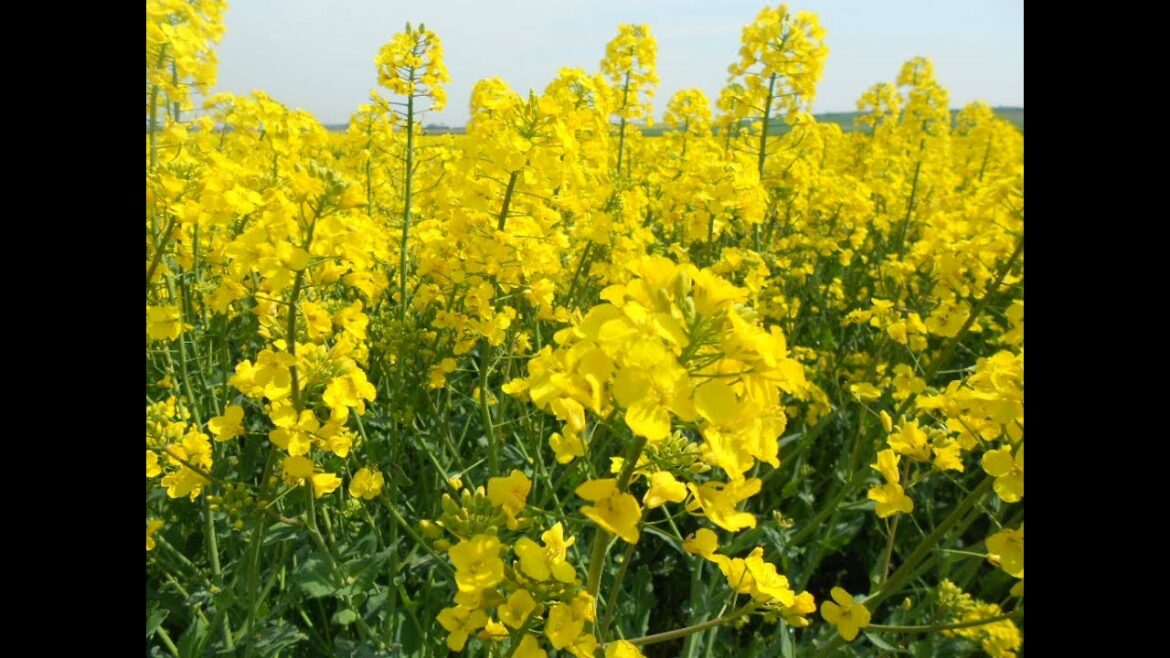 Comment s'appelle l'arbre de la moutarde ?