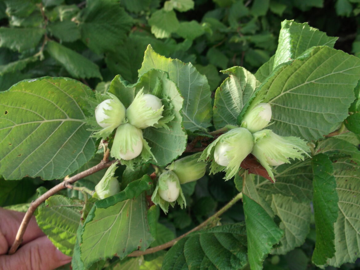 Comment s'appelle l'arbre de la noix ?