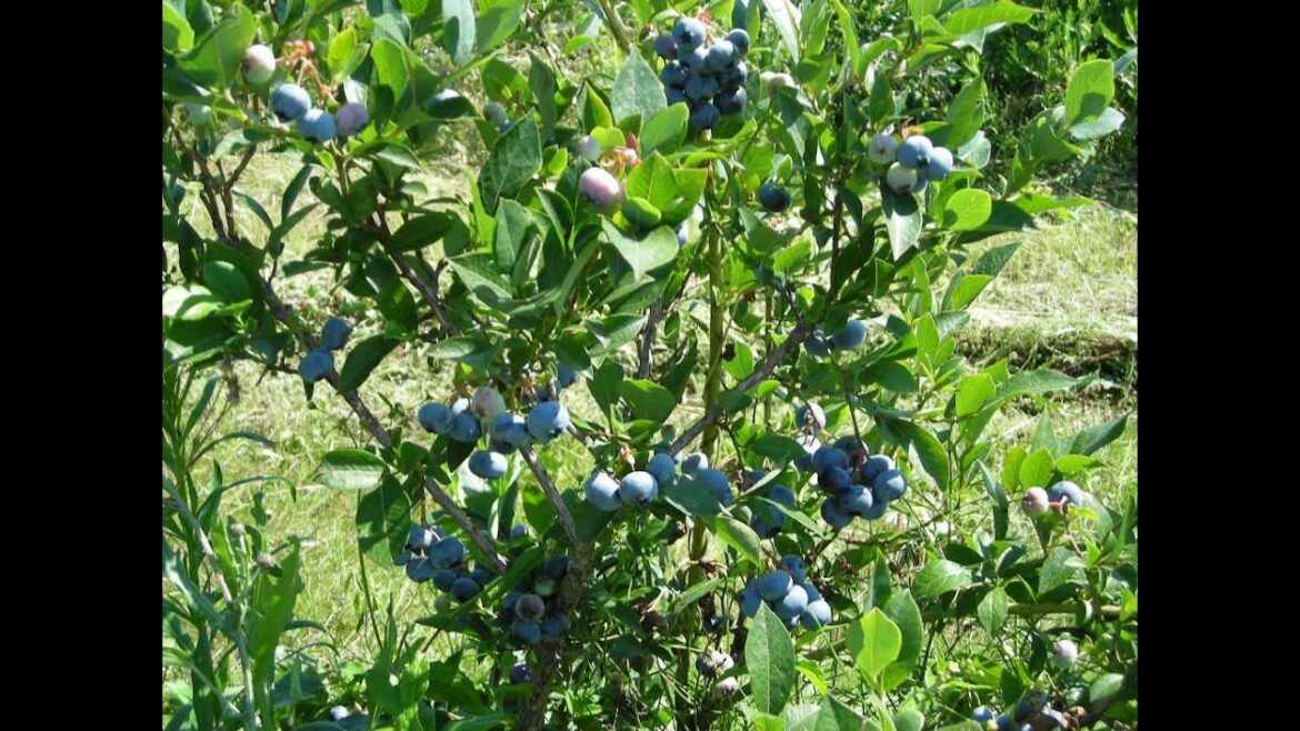 Comment s'appelle l'arbre du cassis ?