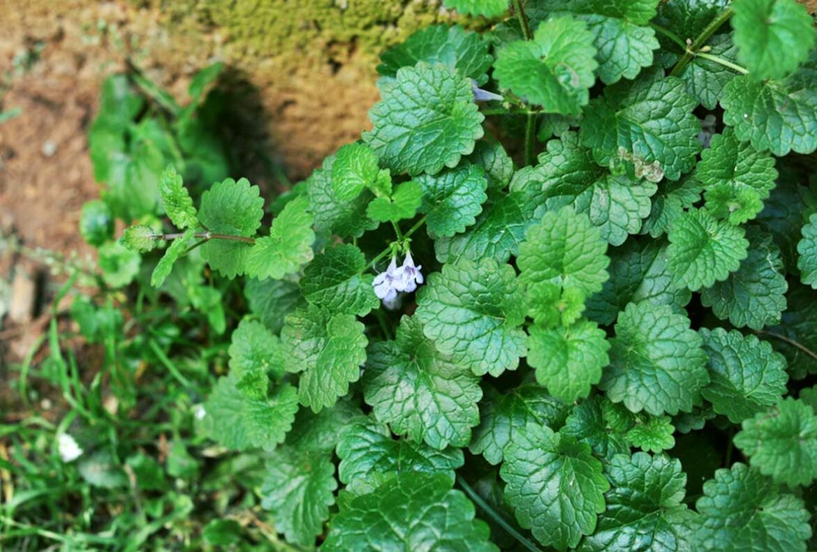 Comment s'appelle le fruit du lierre ?
