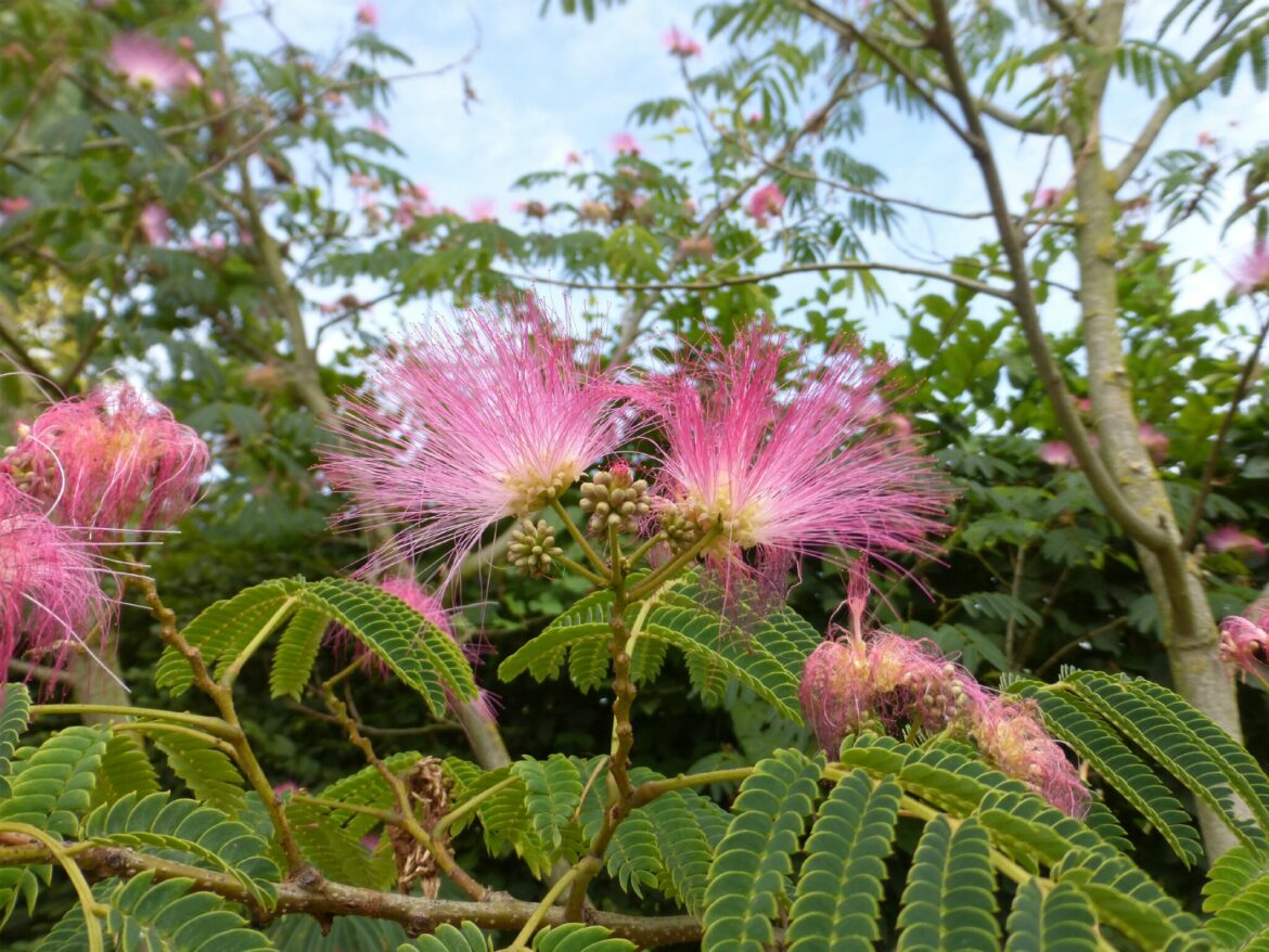 Comment s'appelle les arbre rose japonais ?