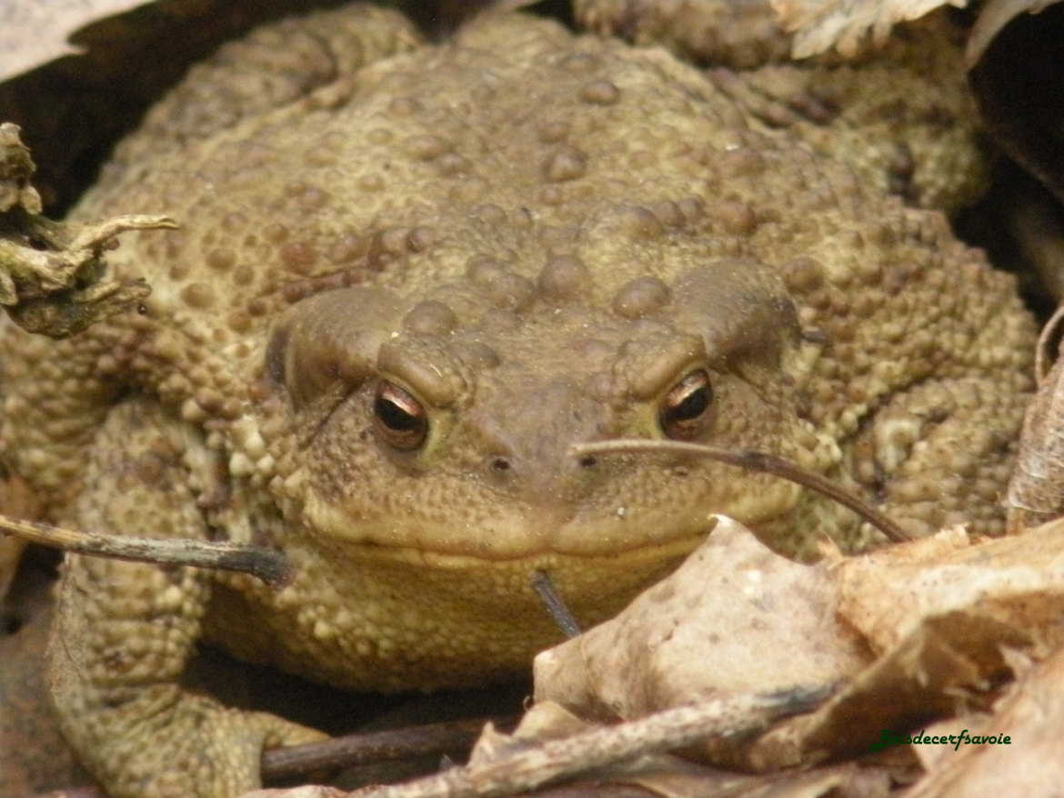 Comment s'appelle les gros crapaud ?
